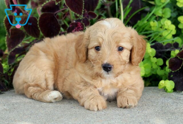 Bryson Mini Poodle2 image