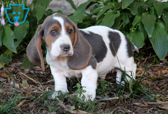 Bubba Basset image