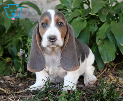 Bubba Basset2