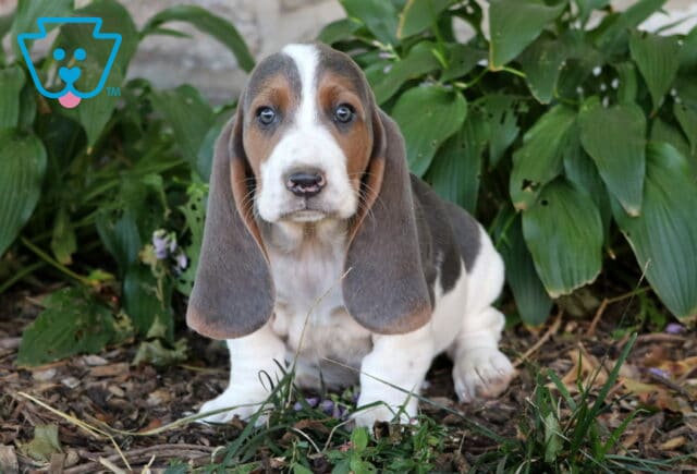 Bubba Basset2 image