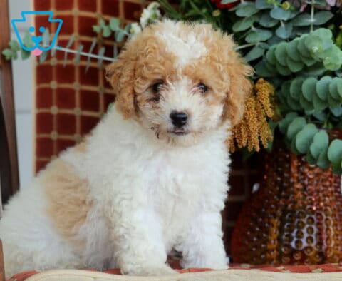 Bubbles Cavapoo