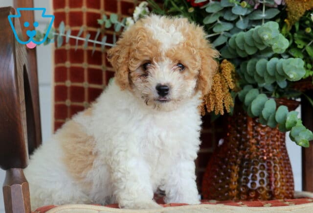 Bubbles Cavapoo image