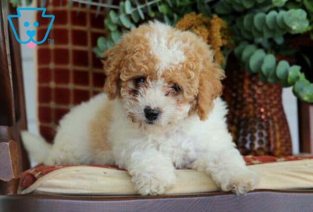 Bubbles Cavapoo2 image
