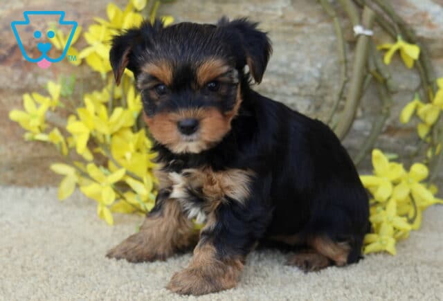 Bubbles Yorkie image