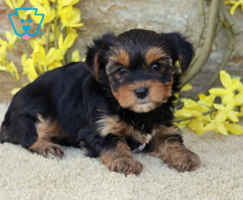 Bubbles Yorkie2