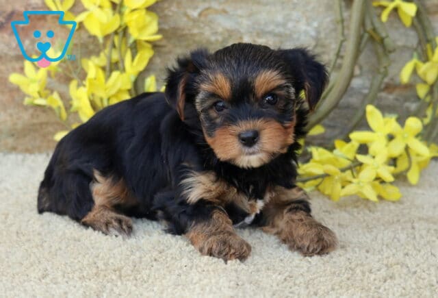 Bubbles Yorkie2 image