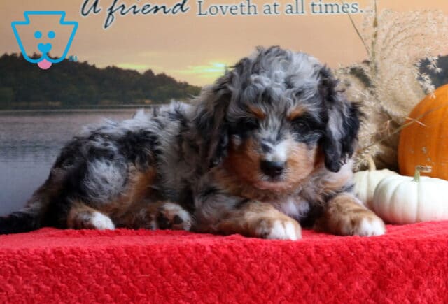Buck Mini Bernedoodle image