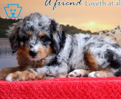 Buck Mini Bernedoodle2