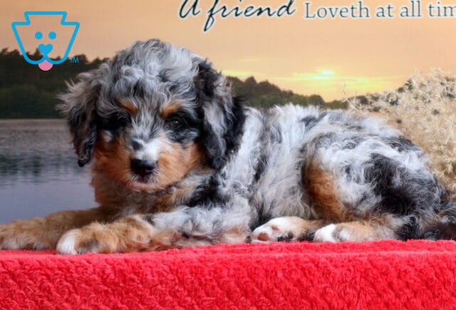 Buck Mini Bernedoodle2 image