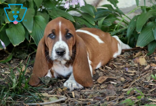 Buddy Basset image