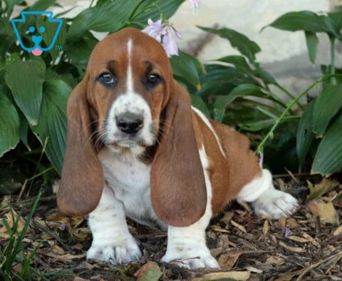 Buddy Basset2