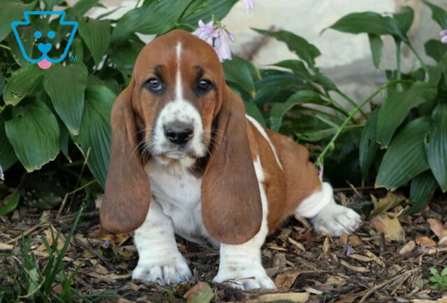 Buddy Basset2 image