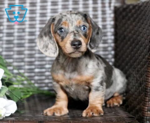 Buddy Mini Dachshund
