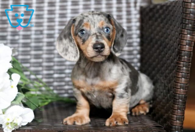 Buddy Mini Dachshund image