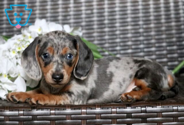 Buddy Mini Dachshund2 image
