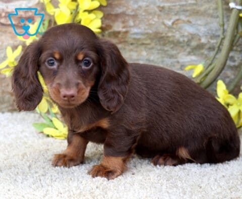 Buffy Mini Dachshund