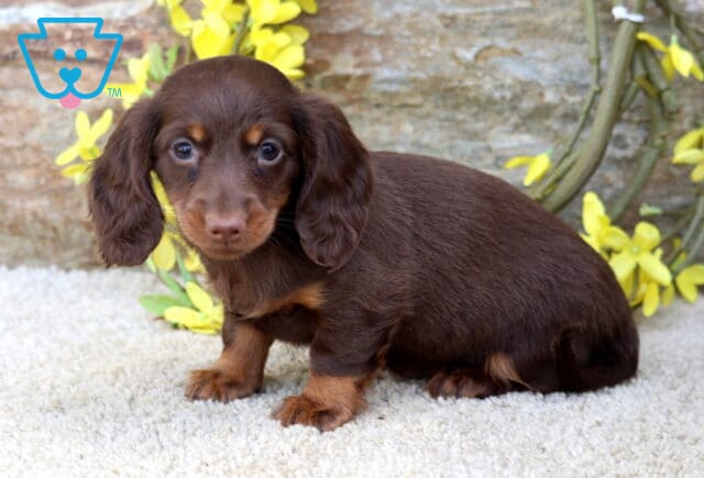 Buffy Mini Dachshund image