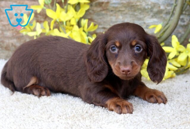 Buffy Mini Dachshund2 image