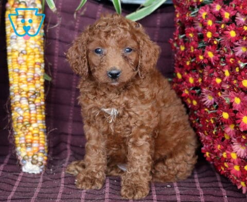 Buffy Mini Labradoodle