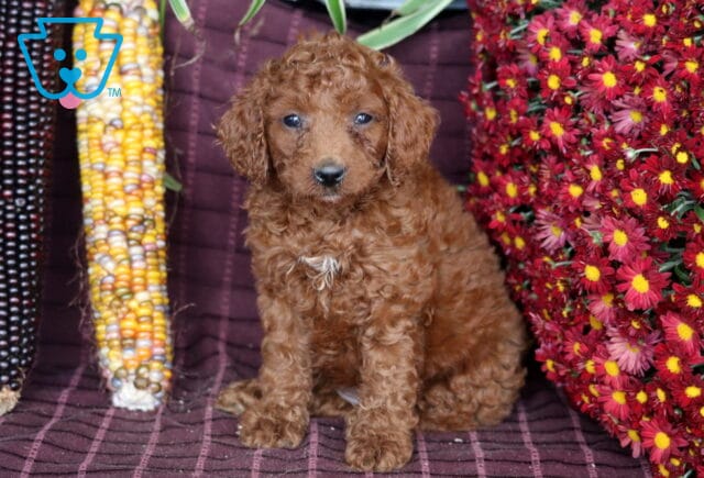 Buffy Mini Labradoodle image