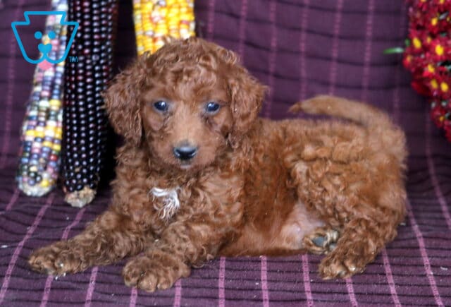 Buffy Mini Labradoodle2 image