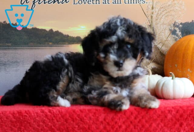 Bugsy Mini Bernedoodle image