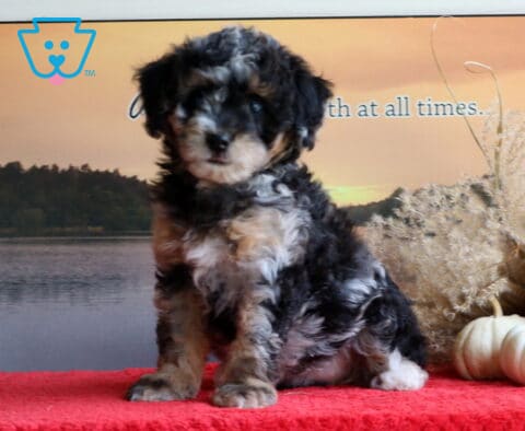 Bugsy Mini Bernedoodle2