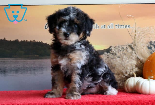 Bugsy Mini Bernedoodle2 image