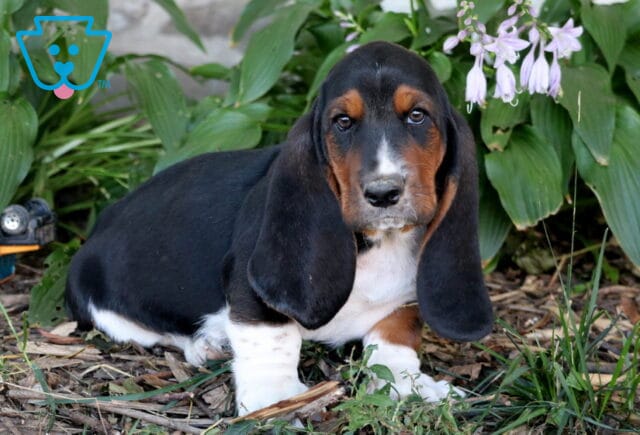 Buster Basset image