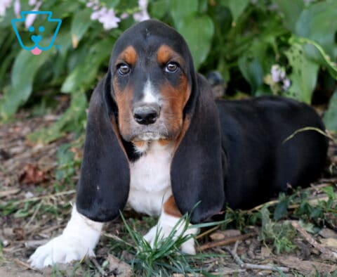 Buster Basset2