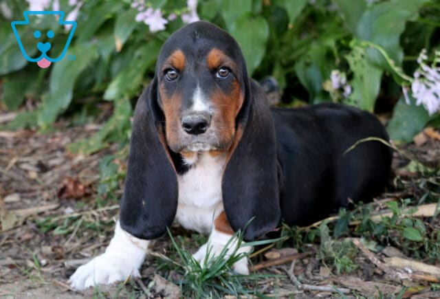 Buster Basset2 image
