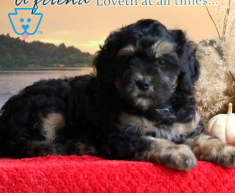 Buster Mini Bernedoodle