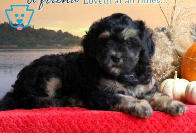 Buster Mini Bernedoodle image