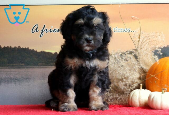 Buster Mini Bernedoodle2 image