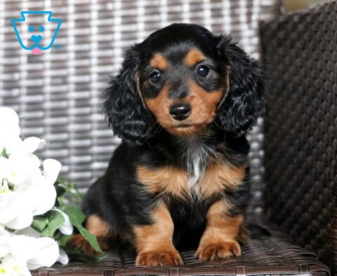 Buster Mini Dachshund