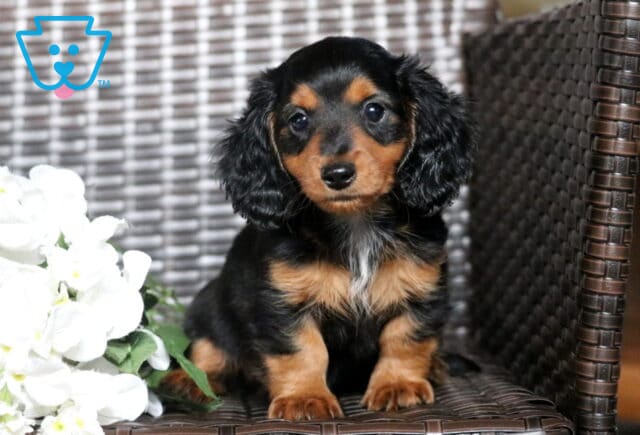 Buster Mini Dachshund image
