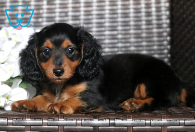 Buster Mini Dachshund2 image
