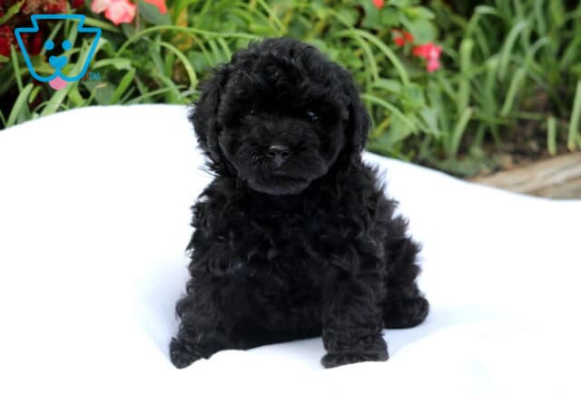 Buster Mini Poodle image