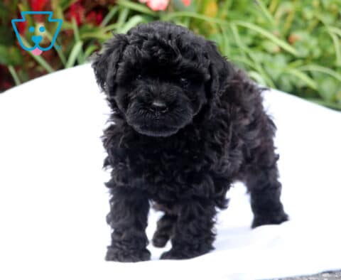 Buster Mini Poodle2