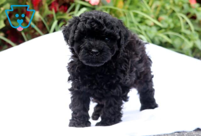 Buster Mini Poodle2 image