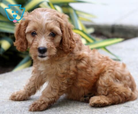 Buttercup Cockapoo