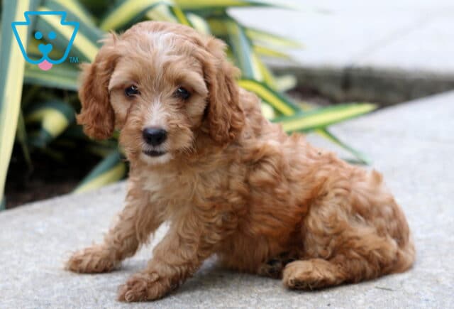 Buttercup Cockapoo image