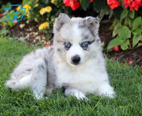 Blue merle Pomsky puppy with vivid blue eyes relaxing in the grass, surrounded by colorful red and yellow garden flowers.