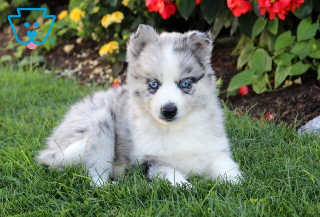 Buttercup Pomsky image