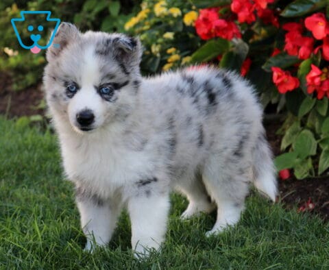 Buttercup Pomsky2