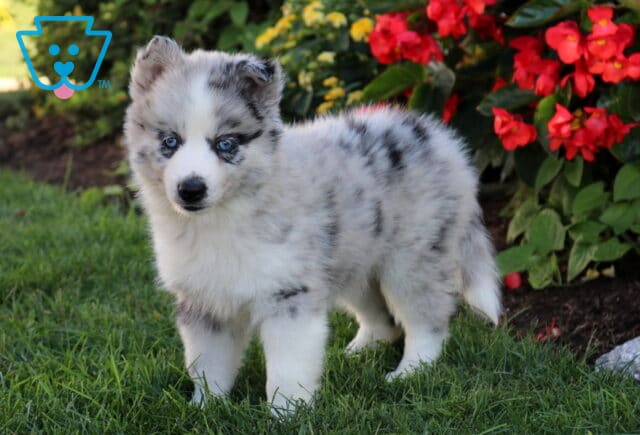 Buttercup Pomsky2 image