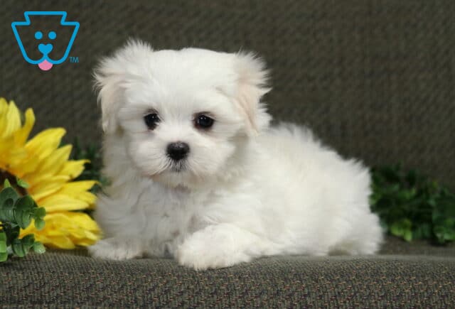 Fluffy white Maltese puppy resting with one paw forward beside cheerful yellow sunflowers and green foliage. image