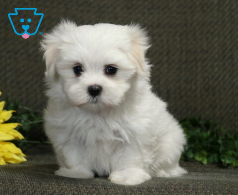 Fluffy white Maltese puppy sitting sweetly beside bright yellow sunflowers and greenery, looking directly at the camera.