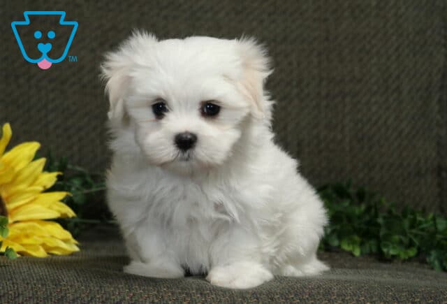 Fluffy white Maltese puppy sitting sweetly beside bright yellow sunflowers and greenery, looking directly at the camera. image