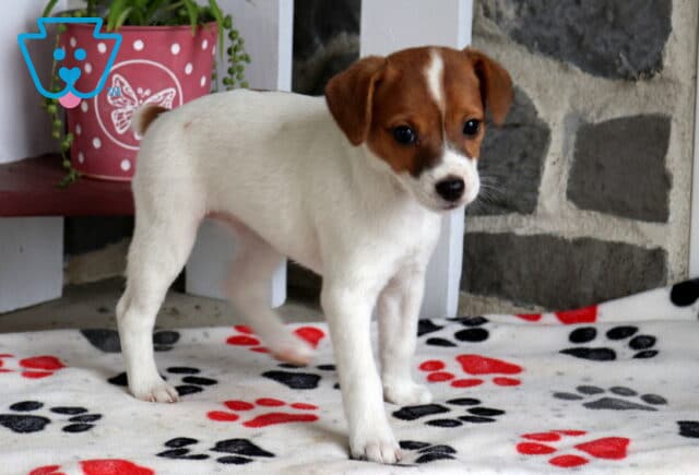 Candy Jack Russell image